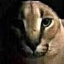 Prowler_Floppa emote