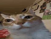 Orm emote