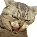 catREEE emote