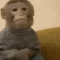 waiting_monkey animated emote
