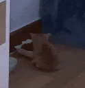 wiwiwiwi emote