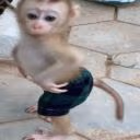 GayMonkey emote