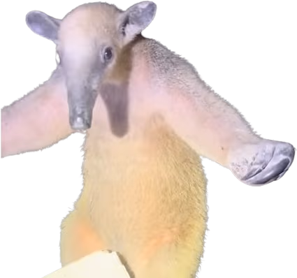 slothStop emote