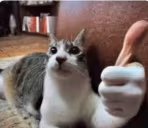 ok emote