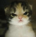 CatAngry emote