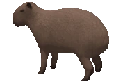 capySpinning emote
