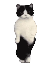 CatTime3 emote