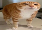 oye emote