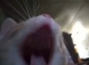 xddx emote