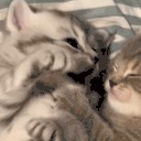 kittyBite animated emote