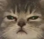 angryCAT emote