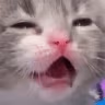 ShockedKitty emote