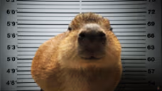 GortCaughtTrolling emote