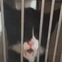 GotTooSilly emote
