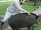 dzik emote