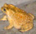 common_asiatic_toad emote