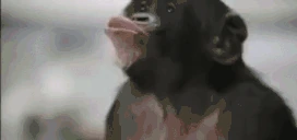 MONKEYDANCE emote