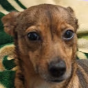 aha38 emote