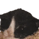 WAAAAH emote