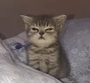cat_wtf_2 emote