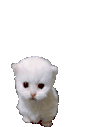ewpExplode animated emote