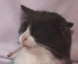 coolcat static emote