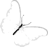 whitebttrfy emote