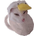 hunting_cat_bean emote