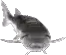 JoelStare emote