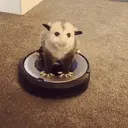 PossumZoom emote