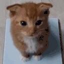 zerograms emote