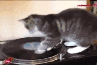 catDJ emoji