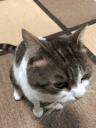 HaceAlgo emote