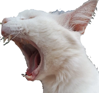 CatScream emote