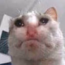 sadcat emote