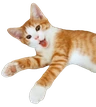 Cat_Screaming emote