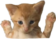 CAUGHT emote
