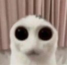 DOYOUFEELTHEWEIGHTOFYOURSINSDOESITHURTDOESGODSJUDGEMENTFILLYOUWI emote