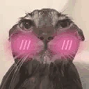 WetCatBlush emote