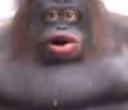 Weird_Gorilla emote