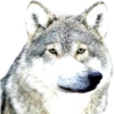 AUF emote