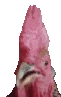 ChickenYap emote