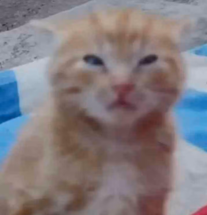 kitty_confused emote