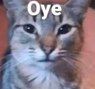 Oye emote