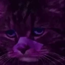 Catrunner2049 emote