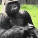 monkeyClap emote