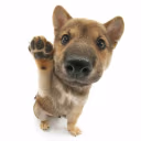 profeprofe emote
