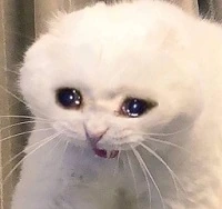 sadcat emote