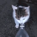 BWAH emote