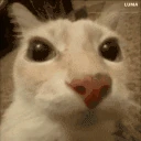 dosemira emote
